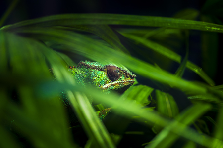 Chameleon hidden in thick greenery close-upの写真素材