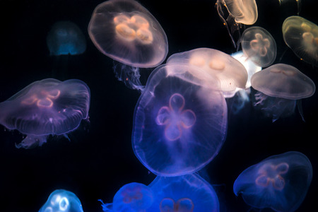 Aurelia aurita also called the moon jelly, moon jellyfish, common jellyfish, or saucer jelly