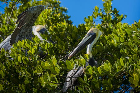 Two Eastern Brown Pelicans in the treeの写真素材
