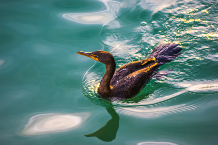 Cormorant Bird in the Water photographed from aboveの写真素材