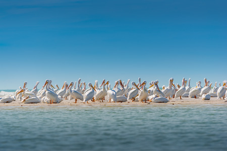 Colony of White Pelicans Birds of Florida USAの写真素材
