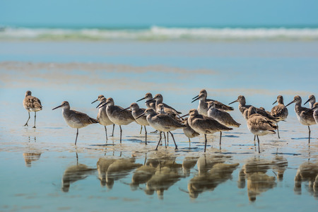 Group of Willets reflection on the Beach Florida's Wildlifeの写真素材