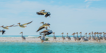 Colony of White Pelican Birds Florida's Wildlifeの写真素材