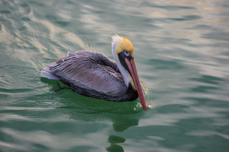 Brown Pelican in the water Birds of Floridaの写真素材