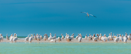 Single White Pelican flying over large colonyの写真素材