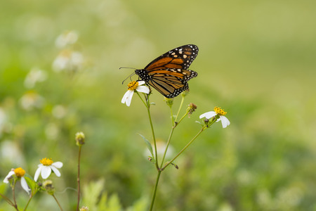 Monarch Butterfly on a white flower close-upの写真素材