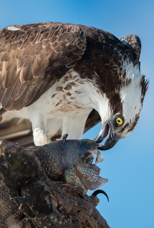 Osprey Pandion haliaetus eating fish close-up Florida USAの写真素材