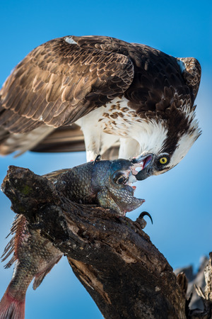 Osprey Pandion haliaetus eating fish close-up Florida USAの写真素材