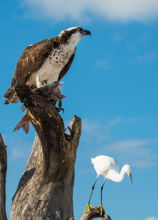 Osprey Pandion haliaetus eating fish close-up Florida USAの写真素材