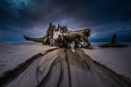 Cypress Tree Roots on the Carrabelle Beach Floridaの写真素材