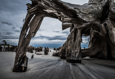 Cypress Tree Roots on the Carrabelle Beach Florida