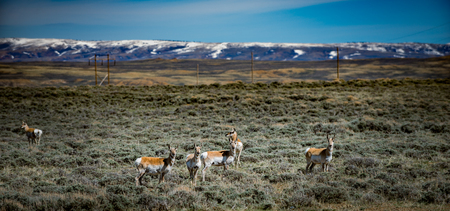 Band of  Prong Horn Antelope, Wyoming badlands with Bighorn Mountains in the background.の写真素材