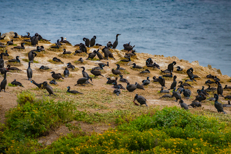 Nesting Cormorants Bird Island Point Lobos California Coast State Parkの写真素材