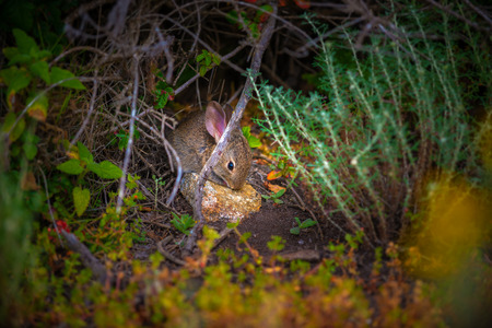 Little Scared Rabbit young animals in the wild