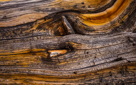Bristlecone Pine Wood rings close-up background pattern Oldest Trees on Earth
