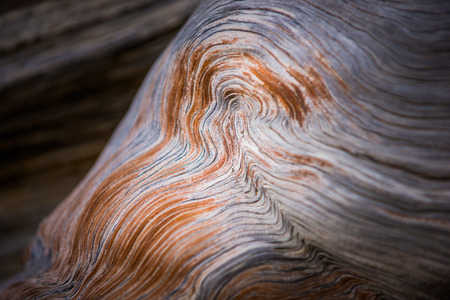 Bristlecone Pine Wood rings close-up background pattern Oldest Trees on Earthの写真素材
