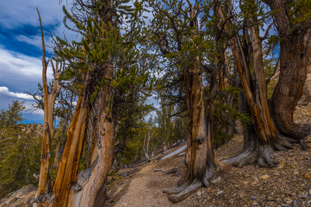 Methuselah Trail Loop Bristle cone Pine Forest Californiaの写真素材