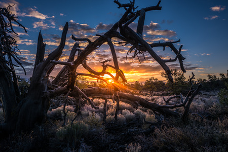 Sun rising behind the Tree Devil's Orchard Trail Craters of the Moon National Preserve Idahoの写真素材