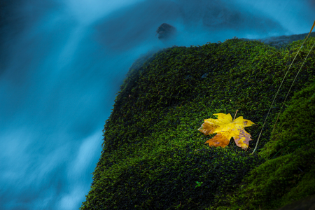 Oregon Cascades Fallen Single Maple Tree leaf Watson Creekの写真素材