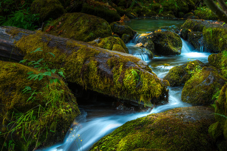 Oregon Cascades Fallen Maple Tree leaves Watson Creek