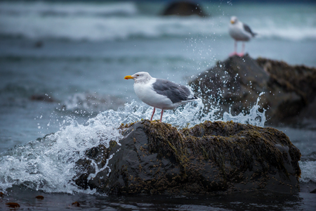 Birds of Oregon Seagull and Oystercatcher West Coastの写真素材