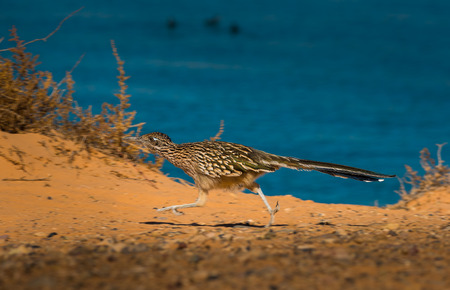Close up of a running Greater Roadrunner bird Geococcyx californianus 