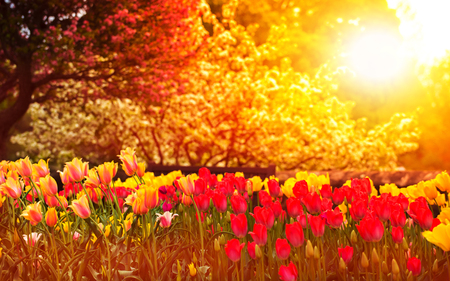 Spring Garden at Sunset Colorful Tulips with Apple and Cherry trees Blooming  in the backgroundの写真素材