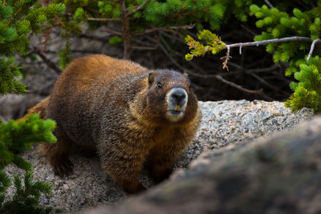 Marmot looks directly into the camera close-upの写真素材