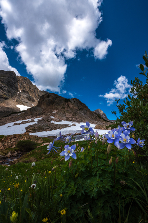 Colorado Columbine Aquilegia caerulea Blue Lakeの写真素材