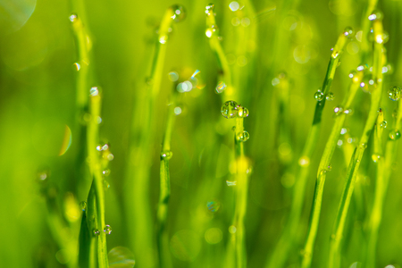 Dew drops on a morning grass close-up backgroundの写真素材