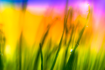 Dew drops on a morning grass shallow focus and rainbow colors backgroundの写真素材
