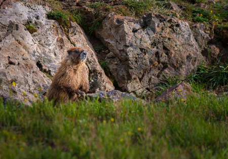 Yellow-bellied Marmot Marmota flaviventrisの写真素材