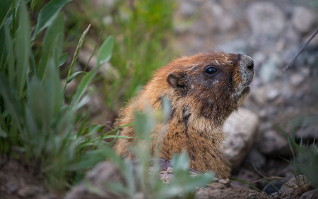 Yellow-bellied Marmot Marmota flaviventris profile