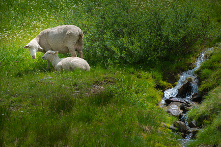 Livestock Sheep Grazing in  Colorado Mountainsの写真素材