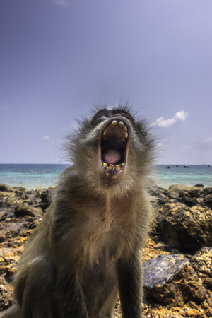 Crab-eating macaque Macaca fascicularis also known as long-tailed macaqueの写真素材