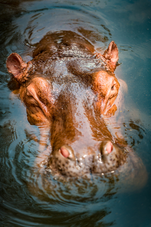 Hippopotamus submerged in the water close-up of it's head