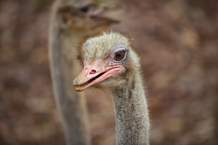 Common Ostrich Struthio camelus Ostrich's head up close