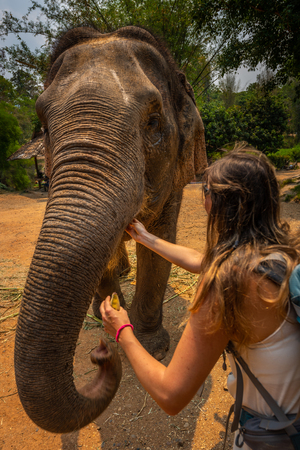 Girl wearing blue backpack Feeds bananas to elephant. Thailandの写真素材