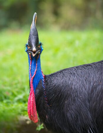 Southern Cassowary, Casuarius casuarius double-wattled cassowary Bird Close-upの写真素材