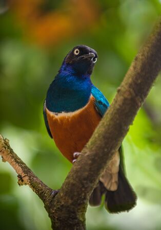 Superb starling, Lamprotornis superbus Adult Bird Perched on a tree branchの写真素材