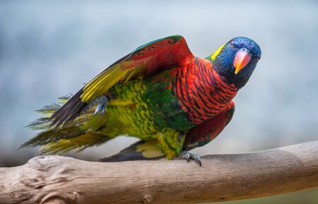 Coconut lorikeet Bird standing on one leg Trichoglossus haematodusの写真素材