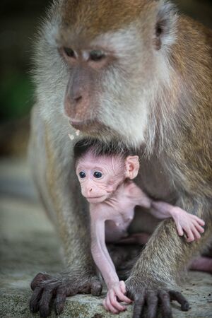 Crab eating macaque, Macaca fascicularis Mother and a babyの写真素材