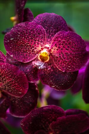 Vanda Burgundy, Purple Pink  Orchid flower close-up