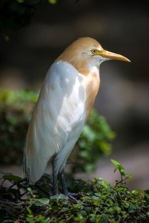 Eastern cattle egret, Bubulcus coromandus close-up profileの写真素材