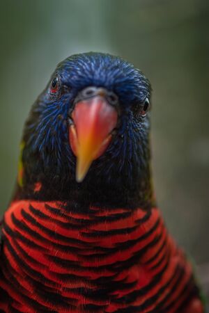 Coconut lorikeet Bird Close-up  Trichoglossus haematodusの写真素材