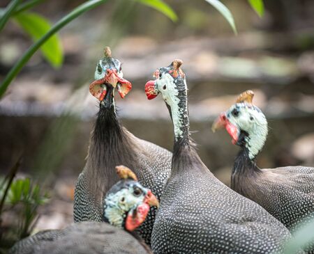 Flock of Helmeted Guineafowl Birds Numida meleagris,の写真素材