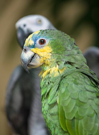 Orange winged amazon parrot Amazona amazonica close-upの写真素材