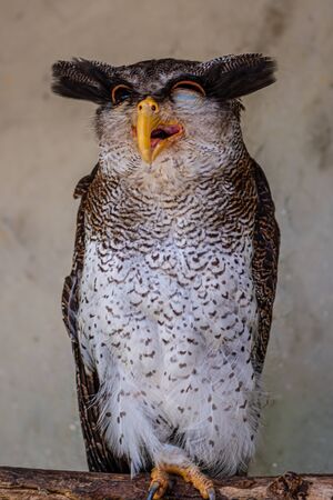 Barred eagle-owl, Bubo sumatranus with one eye partially closedの写真素材