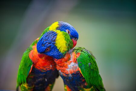 Rainbow lorikeet, Trichoglossus moluccanus Two lovebirds grooming each otherの写真素材