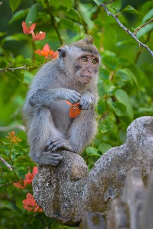 Long Tailed Monkey, Macaca Fascicularis, The Sacred Monkey Forest Sanctuary Ubud  Bali Indonesia
